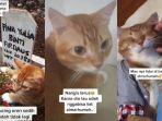 seekor-kucing-oren-menangis-saat-pemiliknya-meninggal-dunia.jpg