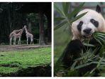 taman-safari-bogor.jpg