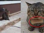 tiga-hari-hilang-kucing-berwarna-abu-abu-ini-kembali-bawa-catatan-hutang.jpg