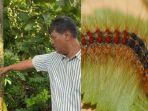 ular-bulu-yang-menempel-di-pohon-randu.jpg