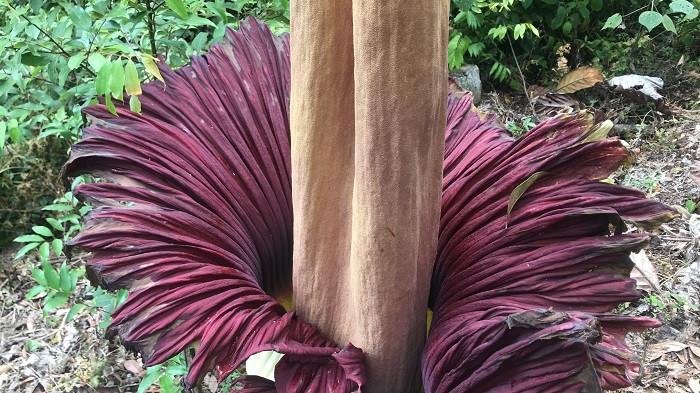 BUNGA BANGKAI MEKAR: Penampakan bunga bangkai mekar dengan ketinggian 2,5 meter di Jorong Sitingkai, Nagari Koto Rantang, Kecamatan Palupuh, Kabupaten Agam, Kamis (13/11/2025). Tour Guide, Heru Septian sebut jangka waktu mekarnya bunga bangkai hanya 4 hari.