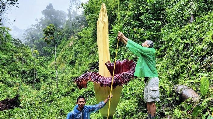 BUNGA BANGKAI RAKSASA: Proses pengukuran bunga bangkai raksasa yang mencatatkan rekor dunia tahun 2022 di Jorong Sitingkai, Nagari Koto Rantang, Kecamatan Palupuah, Kabupaten Agam, Minggu (4/12/2022) lalu. Tour Guide, Heru sebut ketinggian bunga tersebut capai 5 meter.