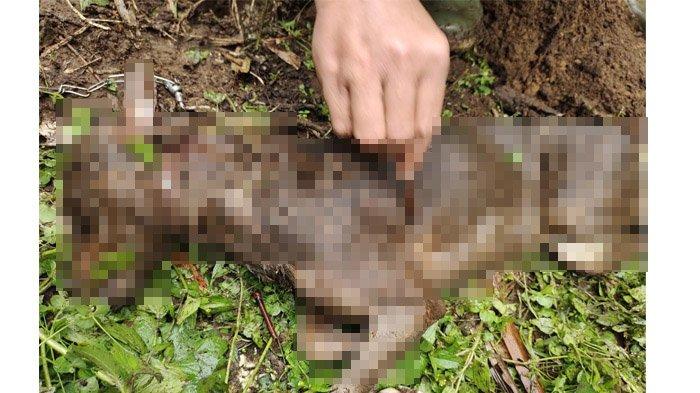 UPDATE Teror Harimau di Sungai Tanang Agam, Bangkai Anjing Ditemukan Tak Jauh dari Kandang