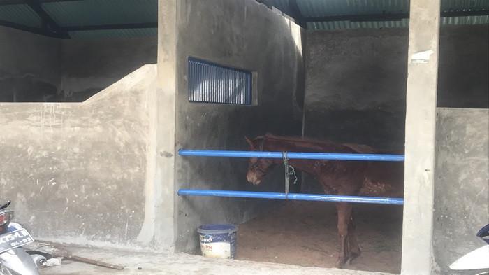 CEGAH PENYAKIT AHS: Penampakan kuda di dalam kandang di Gelanggang Bancah Laweh, Kecamatan Padang Panjang Timur, Kota Padanf Panjang beberapa waktu lalu. Kepala Puskeswan Bukittinggi, drh. Arief sebut pihaknya berdama Balai Veteriner ambil 40 sampel kuda di Bukiuntuk memastikan aman