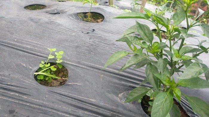 Gunung Marapi Kembali Erupsi, Warga Rasakan Getaran dan Gemuruh Disertai Hujan Abu Vulkanik