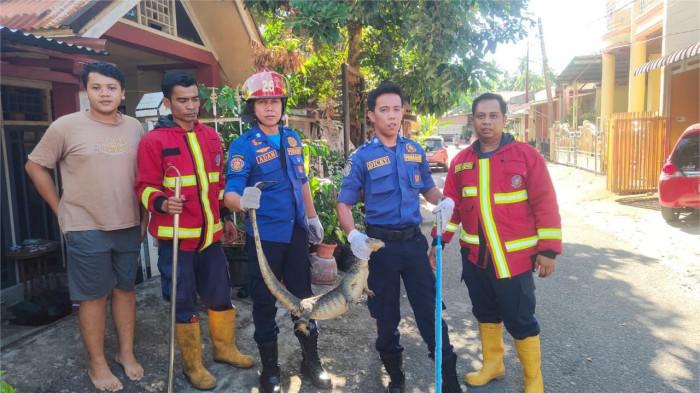EVAKUASI BIAWAK- Petugas Dinas Pemadam Kebakaran (Damkar) Kota Padang kembali mengevakuasi seekor biawak yang masuk ke rumah warga di kawasan Jalan Komplek Tarok Indah Permai, Kelurahan Gunung Sarik, Kecamatan Kuranji, Kota Padang, Sumatera Barat, pada Minggu (2/11/2025) pagi.