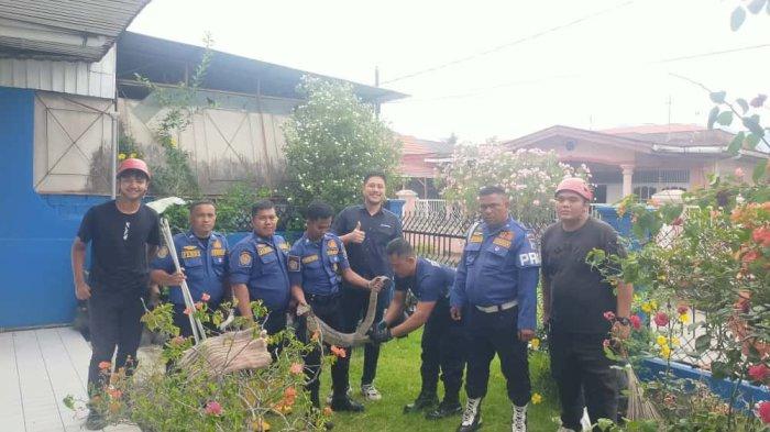 EVAKUASI BIAWAK- Petugas Damkar Kota Padang usai mengevakuasi seekor biawak dari loteng rumah warga di Jalan Mandala, Kelurahan Dadok Tunggul Hitam, Kecamatan Koto Tangah, Kota Padang, Sumatera Barat, Selasa (7/10/2025).