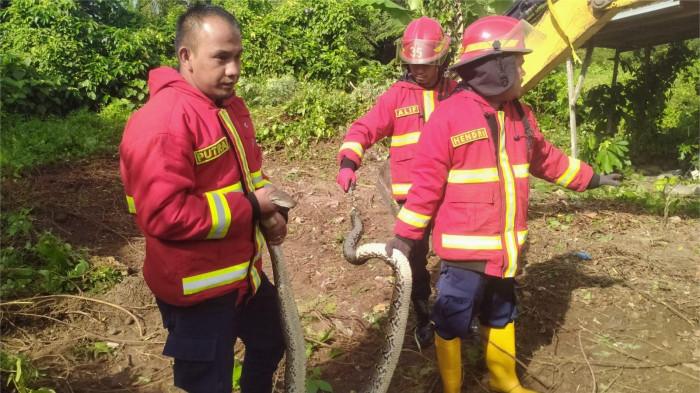 Ular Piton Berukuran Besar Ditangkap Petugas Damkar Depan Rumah Kos di Air Pacah Padang
