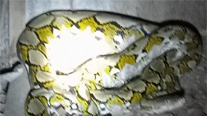 Evakuasi ular piton di Koto Tangah Padang 2 8/11/2025