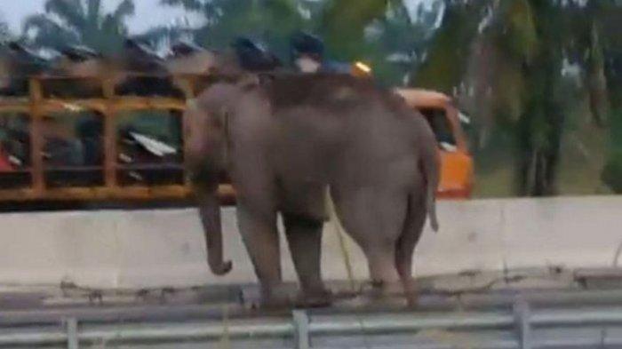 Gajah Masuk Tol Pekanbaru-Dumai Viral di Medsos, Robohkan Pagar Beton Pembatas Setinggi 2,4 Meter