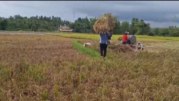 HAMA WERENG: Sektor pertanian di Desa Sikapak Barat, Kecamatan Pariaman Utara, Kota Pariaman, dihantui hama wereng.