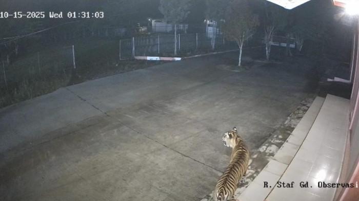 KEMUNCULAN HARIMAU SUMATERA: Penampakan Harimau Sumatera terlihat dari CCTV kantor BRIN di Kabupaten Agam, Rabu (15/10/2025) sekira pukul 01:31 WIB. Kepala Resor Konservasi Wilayah II Maninjau BKSDA Sumbar, Ade Putra tetapkan siaga satu dan laranf masyarakat beraktifitas di luar ruangan.