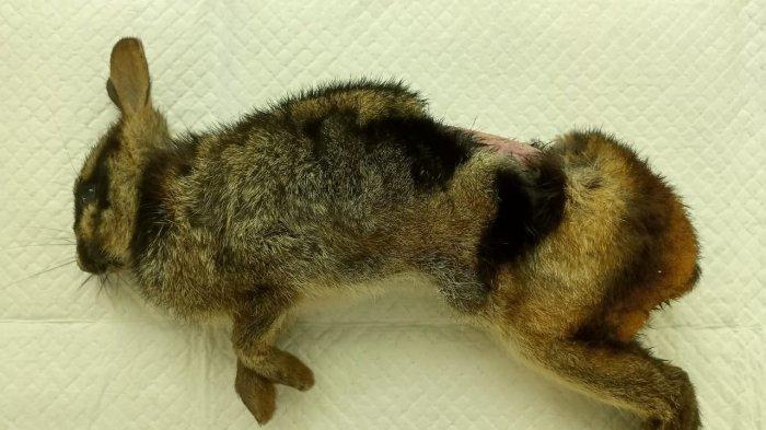 BKSDA Sumbar Beri Penjelasan: Soal Matinya Dua Satwa Langka, Harimau & Kelinci dari Pulau Sumatera