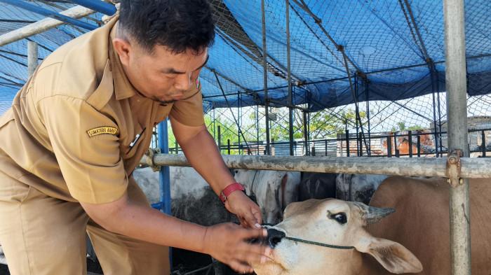 PEMERIKSAAN SAPI KURBAN- Kepala UPT Puskeswan Dinas Pertanian Kota Padang, Yasir Irawan, melakukan pemeriksaan sapi kurban di kawasan Lubuk Minturun, Kecamatan Koto Tangah, Kota Padang, Selasa (12/5/2026). Menurut Yasir, sapi yang diperiksa mayoritas berasal dari penampungan hewan kurban.