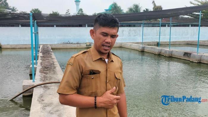 Tak Hanya Lele Mutiara, BBI Kota Pariaman Juga Miliki Indukan Ikan Koi dan Benih Nila Bersertifikat