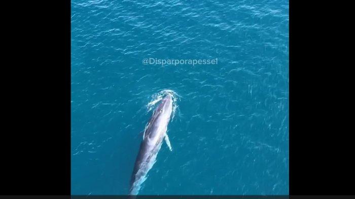 POPULER SUMBAR: Kemunculan Paus Biru, Pengaspalan Jalur Lembah Anai, Demo Kantor Bawaslu Sijunjung