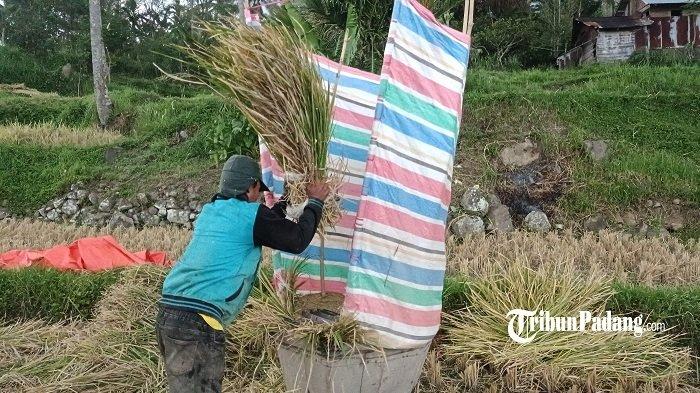 Pekerja saat merontokkan padi menggunakan alat tradisional di Jorong Tabek Lacu, Nagari Koto Anau, Kecamatan Lembang Jaya, Kabupaten Solok, Minggu (9/7/2023).