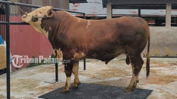 SAPI KURBAN PRESIDEN - Penampakan sapi Presiden Prabowo Subianto di peternakan Koto Lua, Kecamatan Pauh, Kota Padang, Selasa (19/5/2026). Pemilik sapi, Jerry Leo Kurniawan sebut nama sapinya Marlboro, terinspirasi dari warna rokok Marlboro gold.