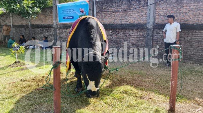 SAPI KURBAN PRESIDEN- Sapi kurban bantuan Presiden RI Prabowo Subianto bernama Bruno berada di halaman Masjid Raya Syekh Ahmad Khatib Al-Minangkabawi, Kota Padang, Sumatera Barat, Rabu (27/5/2026). Sapi jenis brangus dengan bobot hampir 1,3 ton itu didatangkan dari peternakan Kampung Simental Farm di Kabupaten Agam.