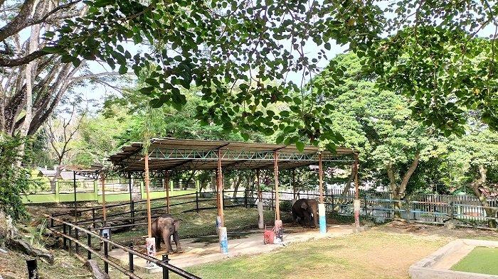 Harga Tiket Masuk Taman Satwa Kandi, Kebun Binatangnya Kota Sawahlunto