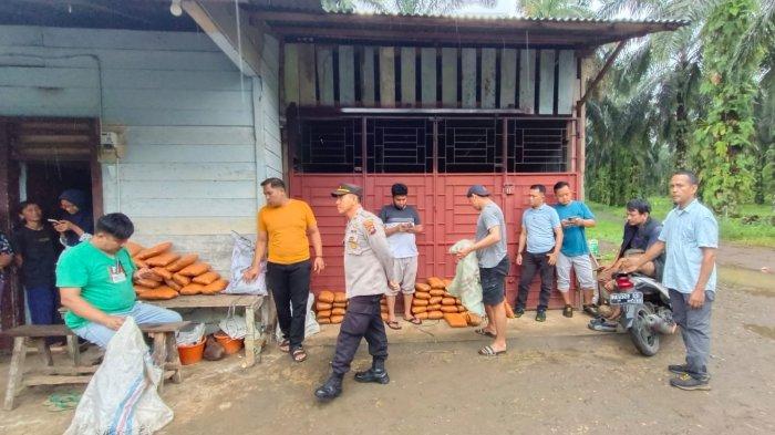 Polda Sumbar dan Polsek Kinali Berhasil Amankan 82 Paket Ganja Kering di Pasaman Barat