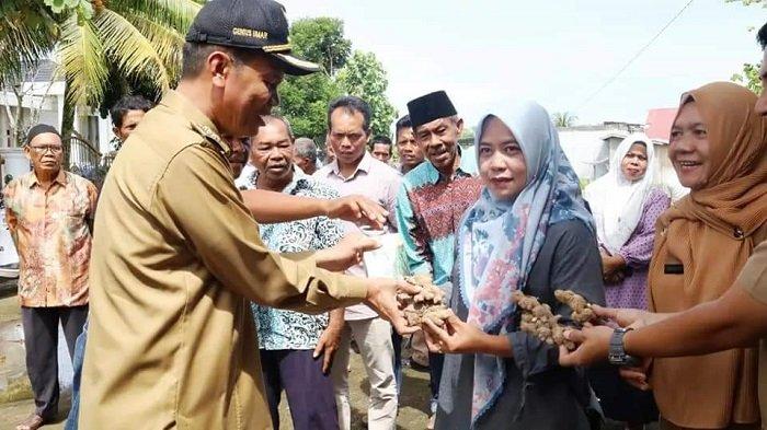 Kembangkan Kawasan Cabai dan Jahe, Pemko Pariaman Salurkan Bantuan Bibit dan Pupuk