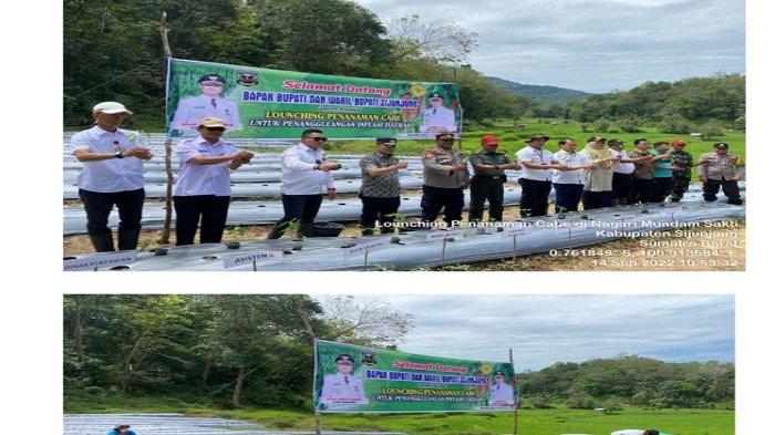 Wakil Bupati Sijunjung Iraddatillah Hadiri Launching Penanaman Cabai Merah, Kelompok Tani Situalang