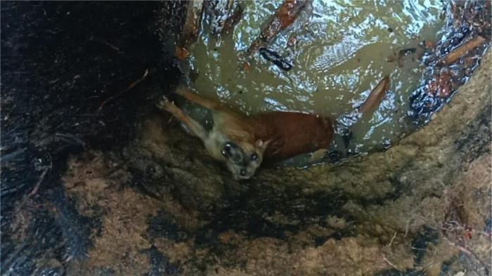 Petugas Damkar Padang Selamatkan Anjing yang Jatuh ke Sumur di Balai Gadang