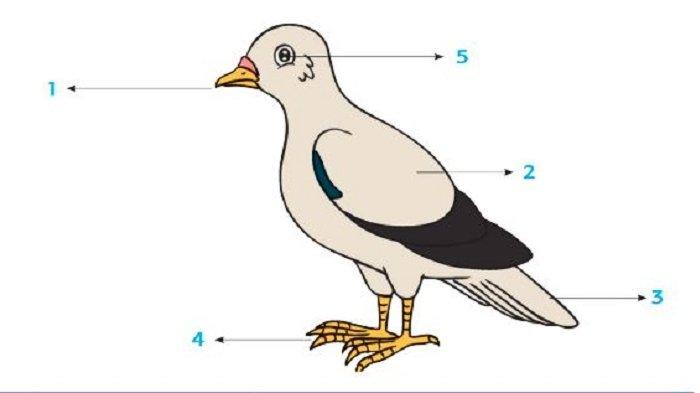 Bantulah Edo Menuliskan Bagian-bagian Tubuh Burung Merpati dan Lengkapi Tabel di Bawahnya