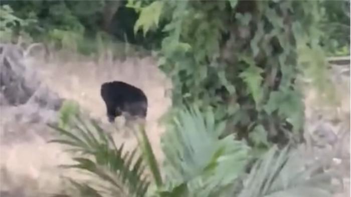 BERUANG- Penampakan seekor beruang di Jorong Pandaleh, Nagari Sialang Gaung, Kecamatan Koto Baru, Kabupaten Dharmasraya, Sumatera Barat.