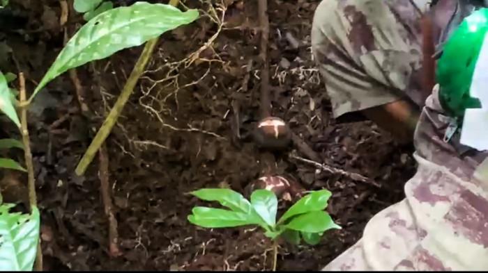 bonggol bunga rafflesia di bukittinggi 7/11/2025