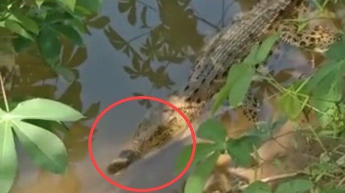 Kronologi Bocah Diterkam Buaya di Sungai Batang Masang, Kakak Korban Sempat Berusaha Menyelamatkan