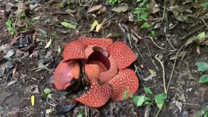 Pemuda Pintu Kabun Bukittinggi Temukan 15 Bonggol Bunga Rafflesia saat Berburu Babi
