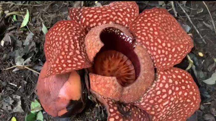 Rafflesia Arnoldi Mekar di Pintu Kabun Bukittinggi, Ditemukan Pemuda saat Berburu Babi