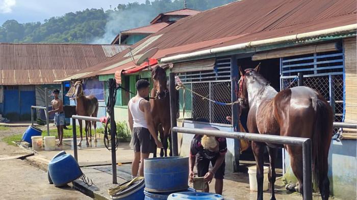 59 Kuda dari Aceh Sampai Solok Siap Tampil di Padang Panjang, Ini Jadwal Pacu Kuda Gubernur Cup III