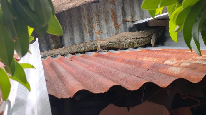 evakuasi biawak 2 29/9/2025