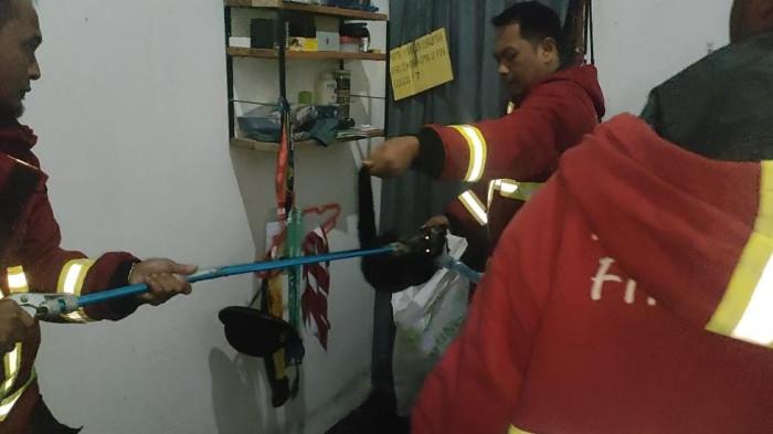 Kamar Warga di Nanggalo Kemasukan Musang saat Dini Hari, Damkar Padang Lakukan Penyelamatan