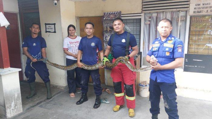 EVAKUASI ULAR- Petugas pemadam kebakaran berfoto dengan seekor ular yang ditangkap dari dalam sumur kos-kosan di kawasan Pondokan Anggrek, Kelurahan Air Tawar Barat, Kecamatan Padang Utara, Kota Padang, Sumatera Barat, Sabtu (1/11/2025).