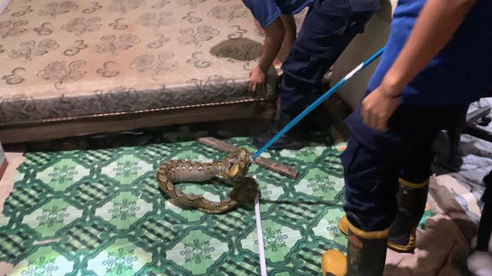 Damkar Padang Evakuasi Ular di Bawah Kasur dan Eksekusi Sarang Lebah dalam Satu Malam
