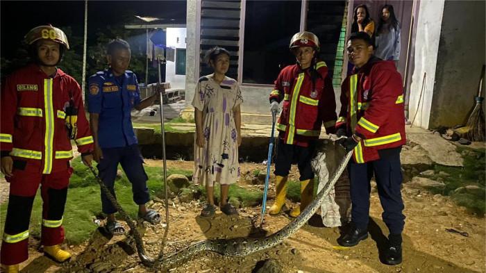 Damkar Padang Evakuasi Ular Piton dari Kandang Ayam Warga di Pagambiran Lubuk Begalung
