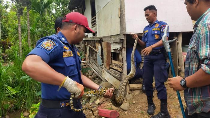 Damkar Padang Evakuasi Ular Piton dari Kandang Kambing Warga di Pauh