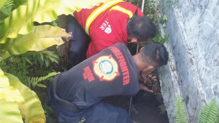 Damkar Padang Evakuasi Ular Piton Besar yang Kagetkan Warga Ujung Gurun, Sembunyi di Saluran Air