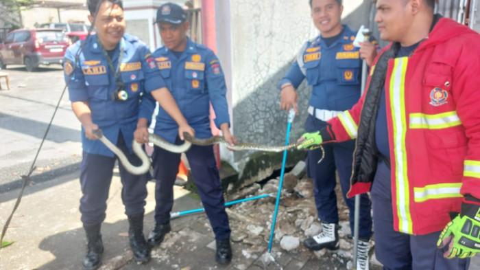 EVAKUASI ULAR- Petugas berfoto seusai menangkap seekor ular jenis piton di Jalan Gajah Mada, Kelurahan Gunung Pangilun, Kecamatan Padang Utara, Kota Padang, Sumatera Barat, Kamis (13/11/2025).