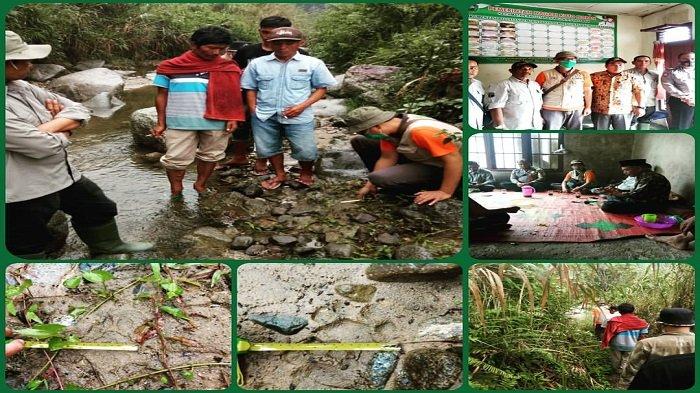 Warga Nagari Koto Nopan Pasaman Kaget Saat Lakukan MCK, Dapati Jejak Kaki Harimau Sumatera
