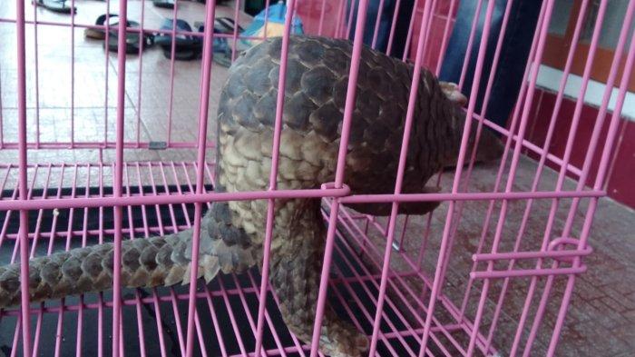 Warga Koto Tangah Padang Temukan Trenggiling sedang Jalan di Depan Rumah, Serahkan ke BKSDA Sumbar