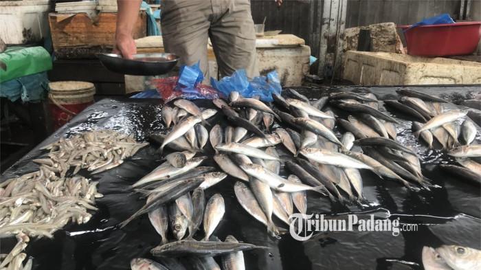 LAPAK PEDAGANG IKAN- Penampakan ikan yang dijual oleh pedang di los ikan Pasar Raya Padang, Selasa (11/11/2025). Pedagang sebut pasokan ikan menurun karena nelayan tidak melaut.