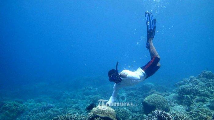 Jelaskan Potensi Sumber Daya Terumbu Karang di Indonesia