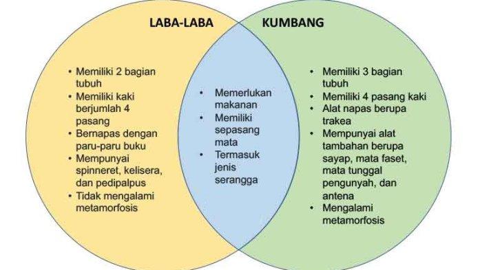 Diagram untuk Penampilkan Persamaan dan Perbedaan antara Laba-laba dan Kumbang