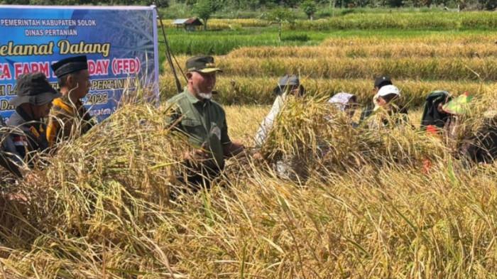 Gubernur Mahyeldi Panen Padi Bersama Petani di Junjung Sirih, Produksi Naik 20 Persen