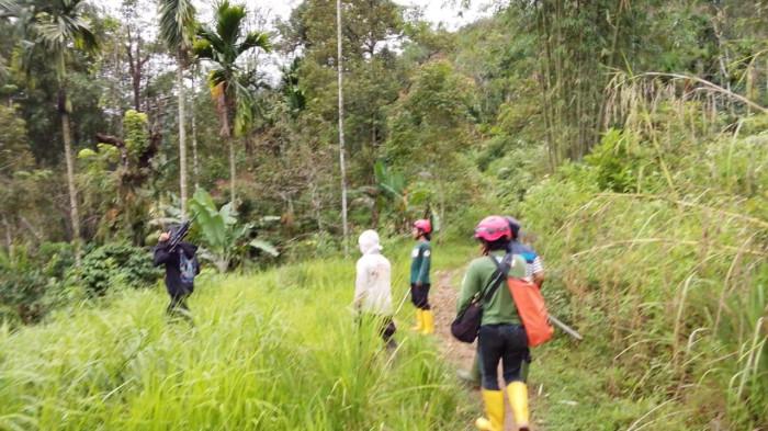 KEMUNCULAN BERUANG MADU – Petugas BKSDA Pasaman Barat menelusuri arah larinya beruang madu di kawasan Labuah Barulak, Nagari Sinuruik, Kabupaten Pasaman Barat. Kepala Resort Pasaman BKSDA Sumbar, Edi Susilo, menyebut tiga warga terluka akibat serangan beruang saat panen padi, Sabtu (14/2/2026).